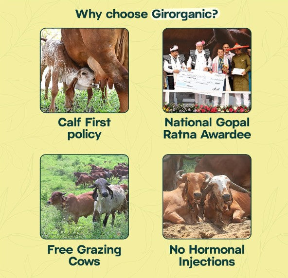 GirOrganic A2 Ghee 500ml - Pure Glass Bottle Ghee